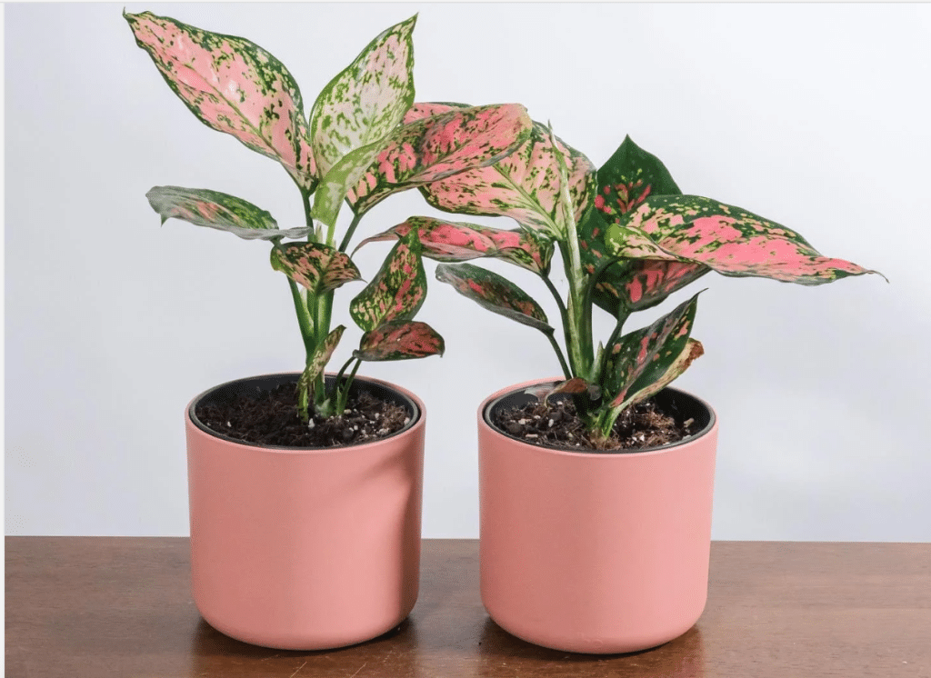 pink chinese evergreen in ceramic pots